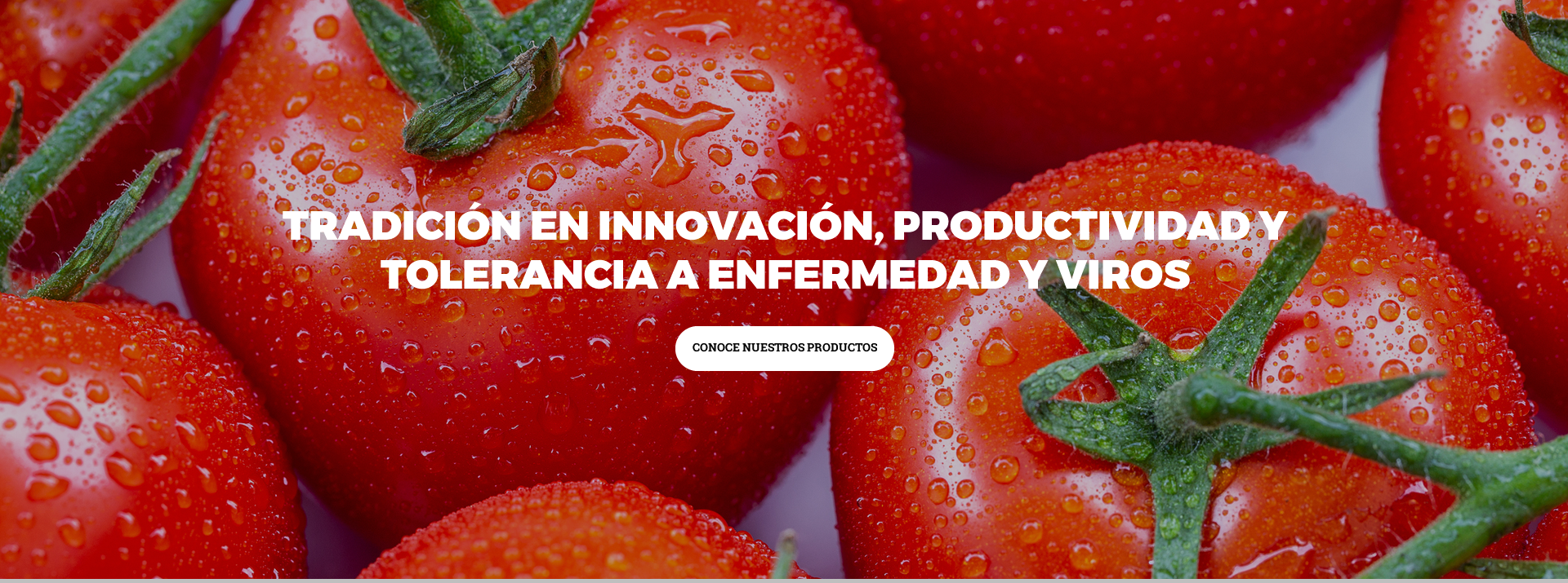 Tomate