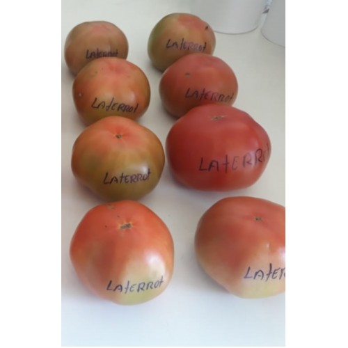 Tomate BRS Laterrot F1
