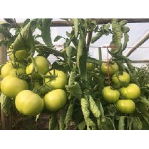 Tomate INIA Frontera F1 (HT72)