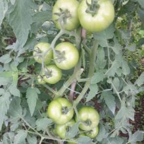 Tomate INIA Frontera F1 (HT72)