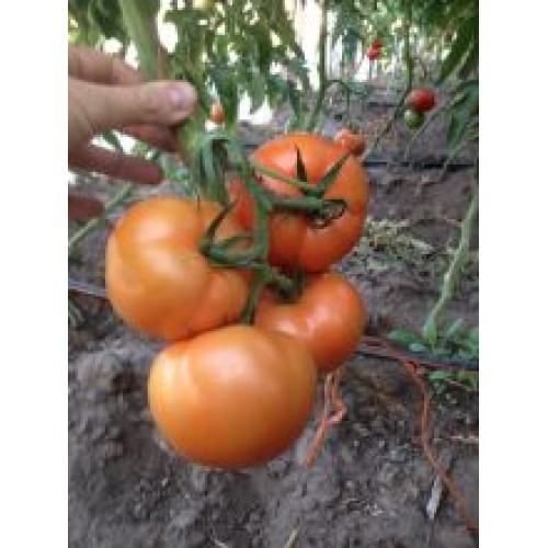 Tomate INIA Frontera F1 (HT72)