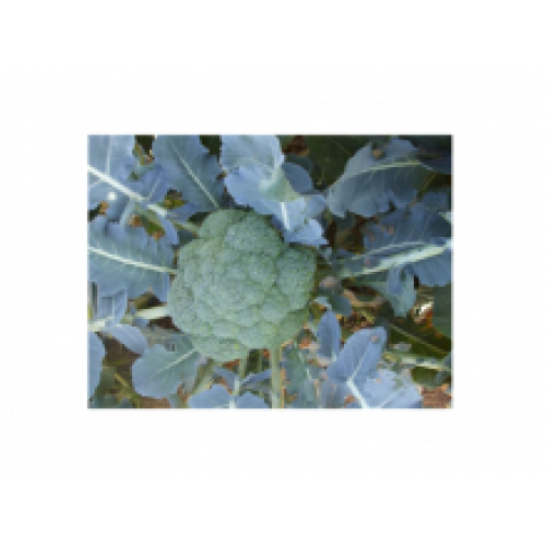 Brocoli Florence F1