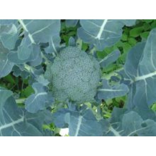 Brocoli Florence F1