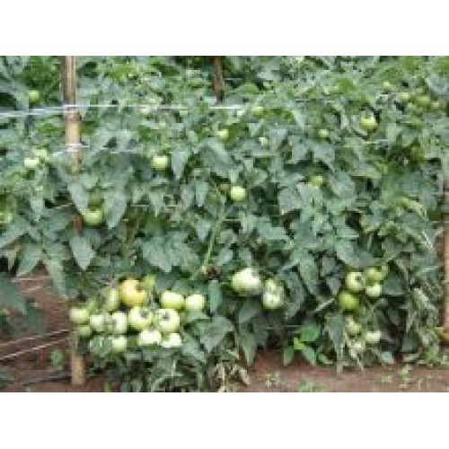 Tomate Express Gold F1