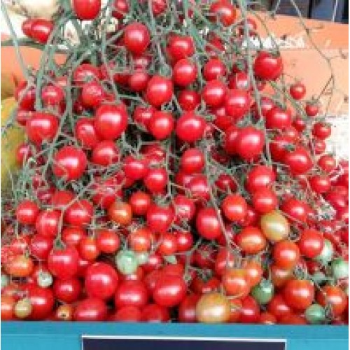 Tomate BRS Iracema F1