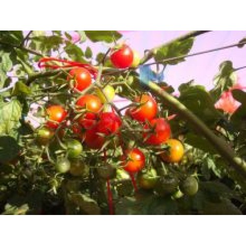 Tomate BRS Iracema F1