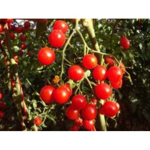 Tomate BRS Iracema F1