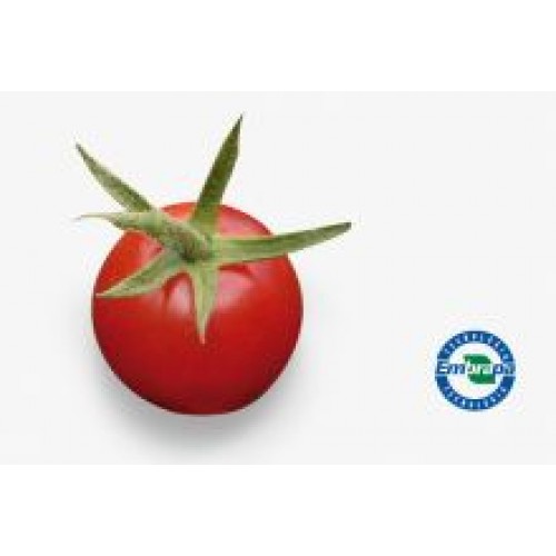 Tomate BRS Iracema F1