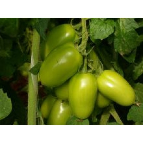 Tomate BRS Montese F1