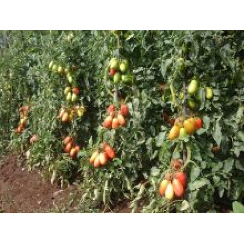 Tomate BRS Montese F1