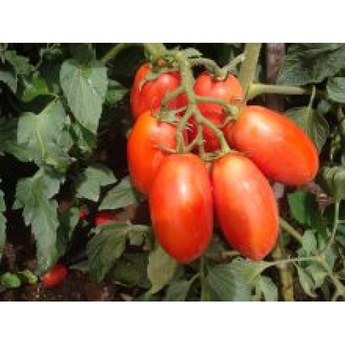 Tomate BRS Montese F1