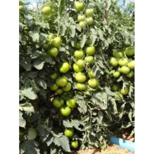 Tomate BRS Portinari F1