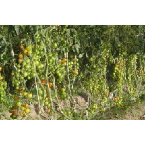 Tomate Shani F1