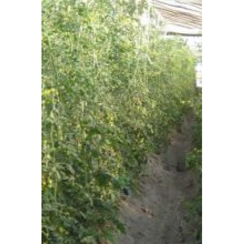 Tomate Shani F1